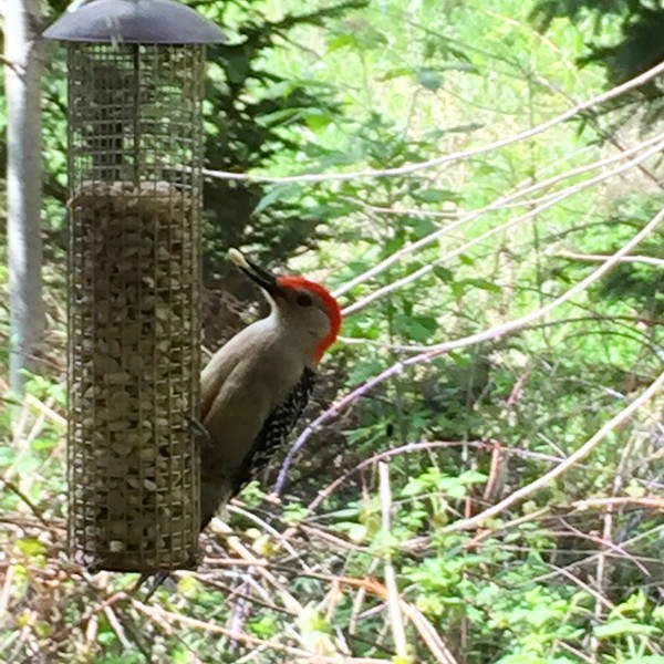 Birding in Petoskey Michigan