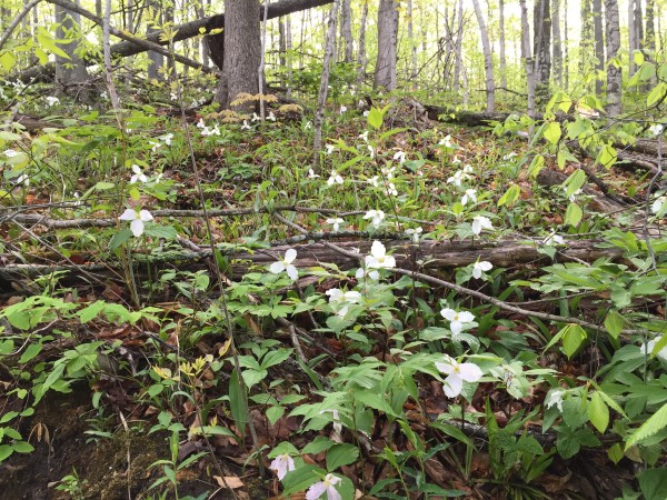 Hiking Nature Trails in Petoskey Michigan