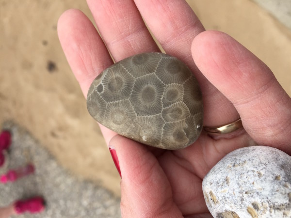 Petoskey Stone Michigan State Stone